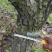 梨树4~6cm1.5~2米