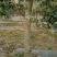 梨树4~6cm1.5~2米