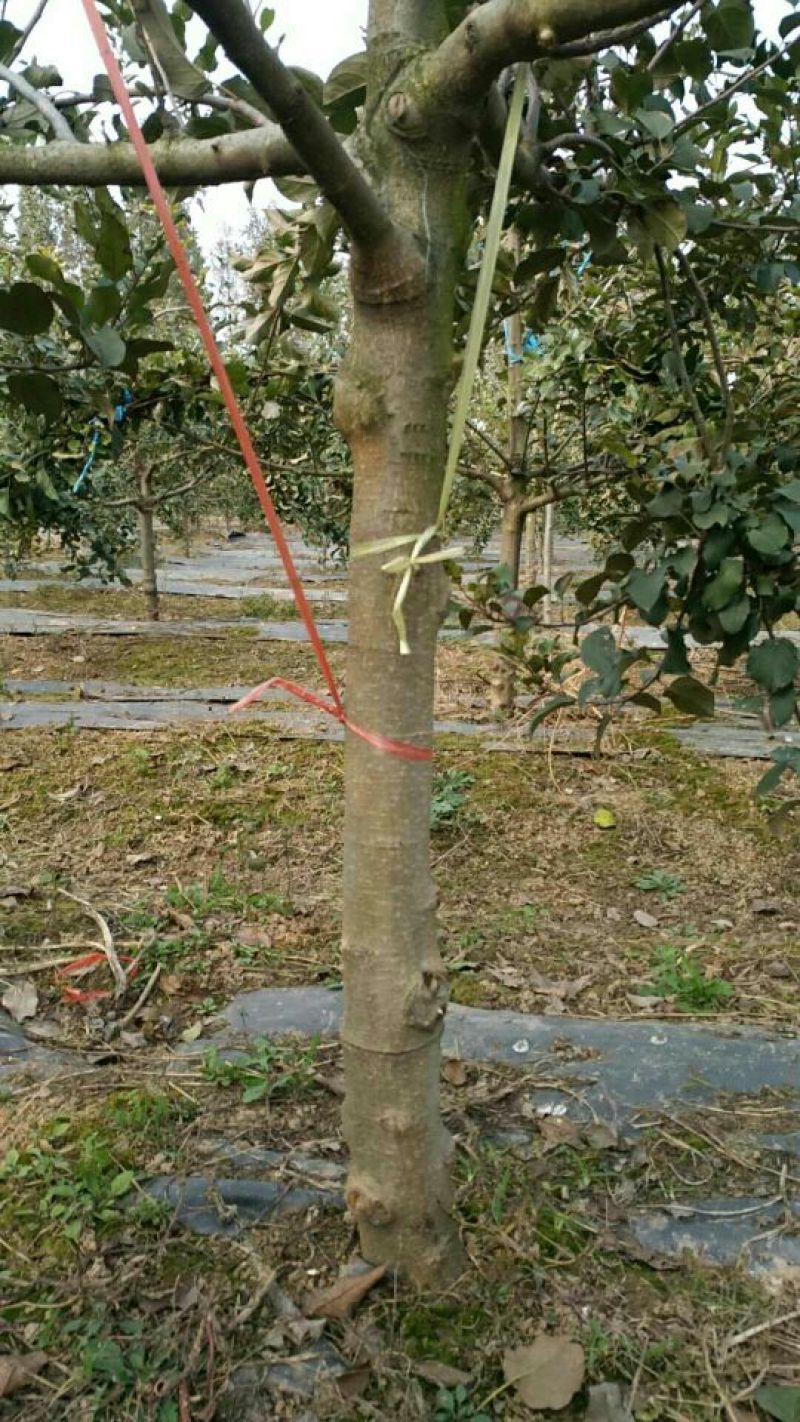 梨树4~6cm1.5~2米