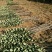 山西果苗优质苹果树苗苗结出的苹果个大脆甜