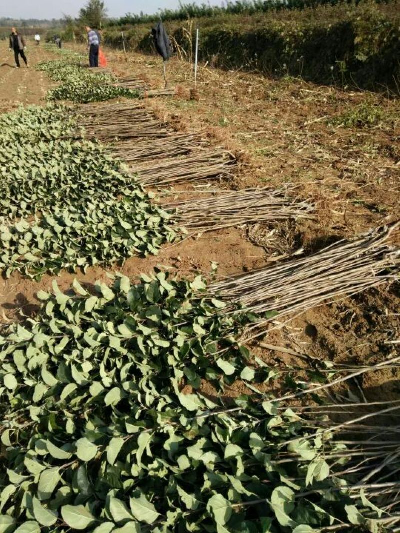 山西果苗优质苹果树苗苗结出的苹果个大脆甜