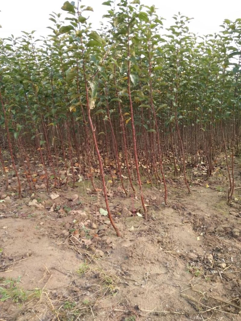 山西果苗优质苹果树苗苗结出的苹果个大脆甜