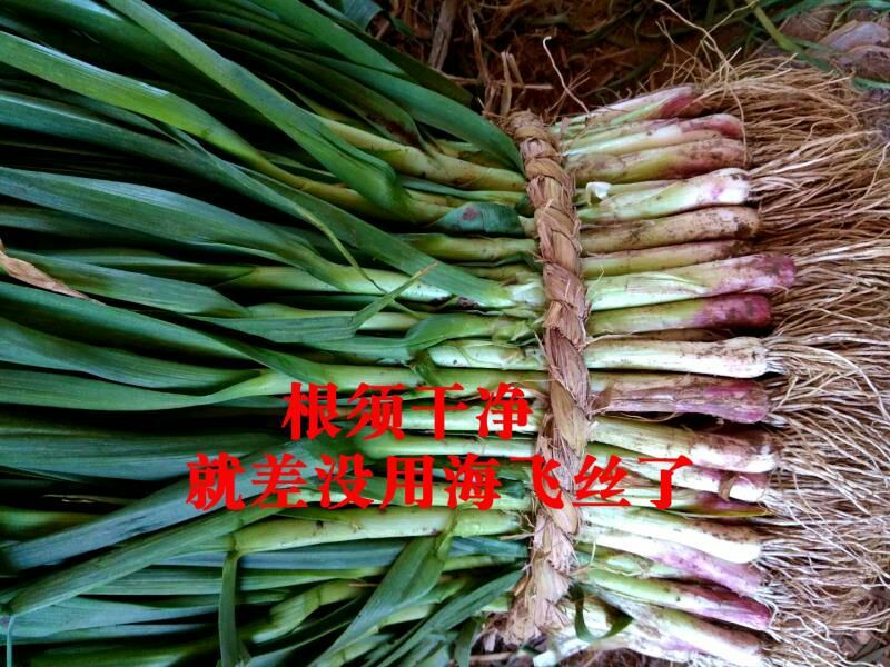 【精品】红根蒜苗产地直销量大从优，欢迎全国新老朋友订购！