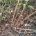 大果药用连翘苗山西连翘种植基地