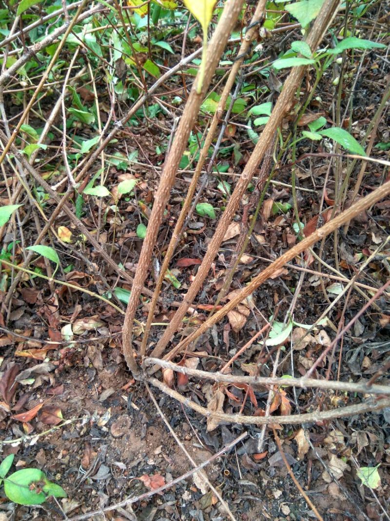 大果药用连翘苗山西连翘种植基地