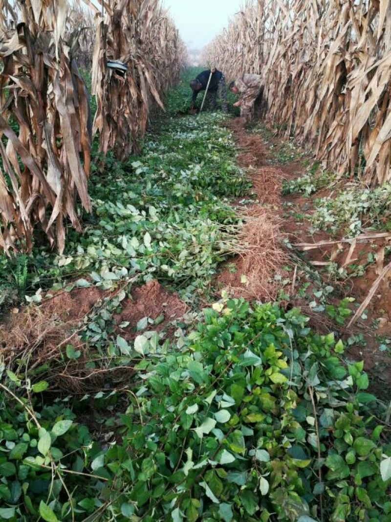 大果药用连翘苗山西连翘种植基地