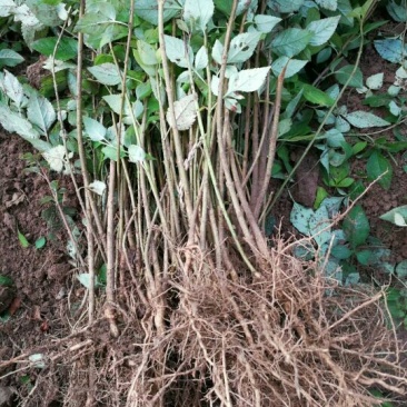 大果药用连翘苗山西连翘种植基地