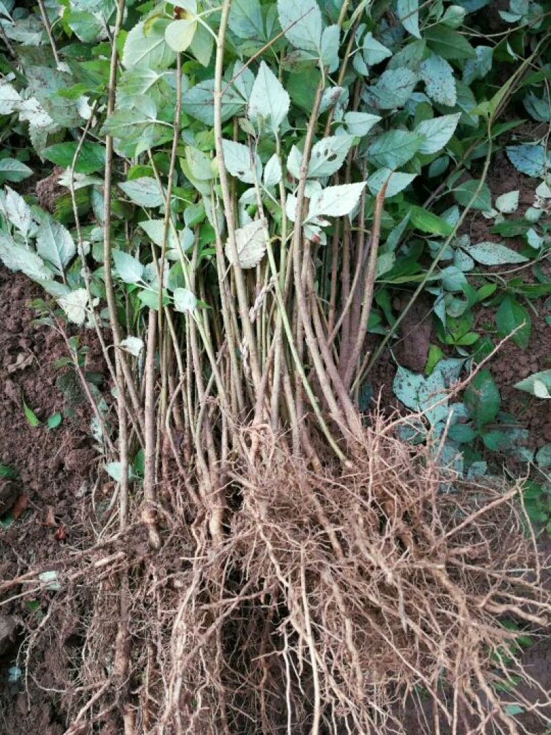 大果药用连翘苗山西连翘种植基地