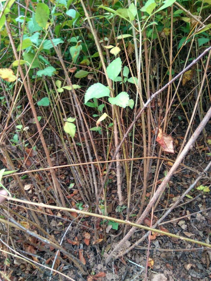 大果药用连翘苗山西连翘种植基地