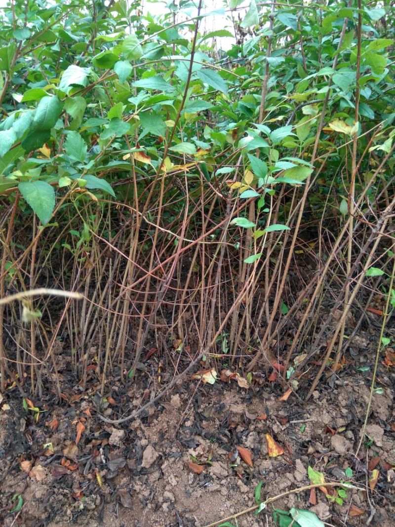 大果药用连翘苗山西连翘种植基地