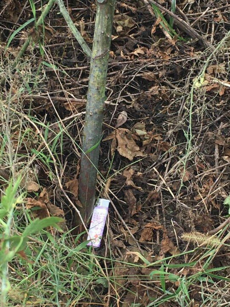 覆盆子苗