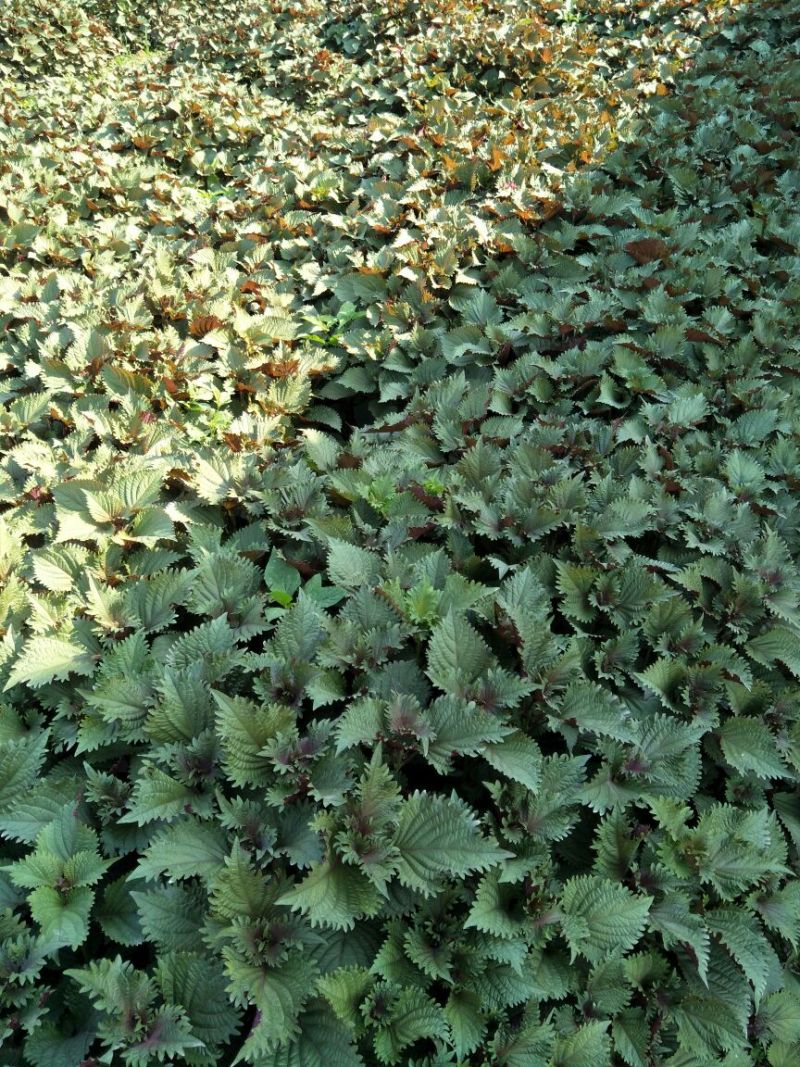 新鲜味香的紫苏叶，量大从优，可物流，可整车发货