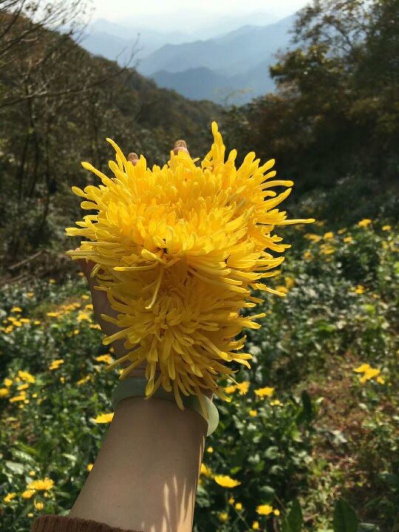 金丝皇菊茶一级