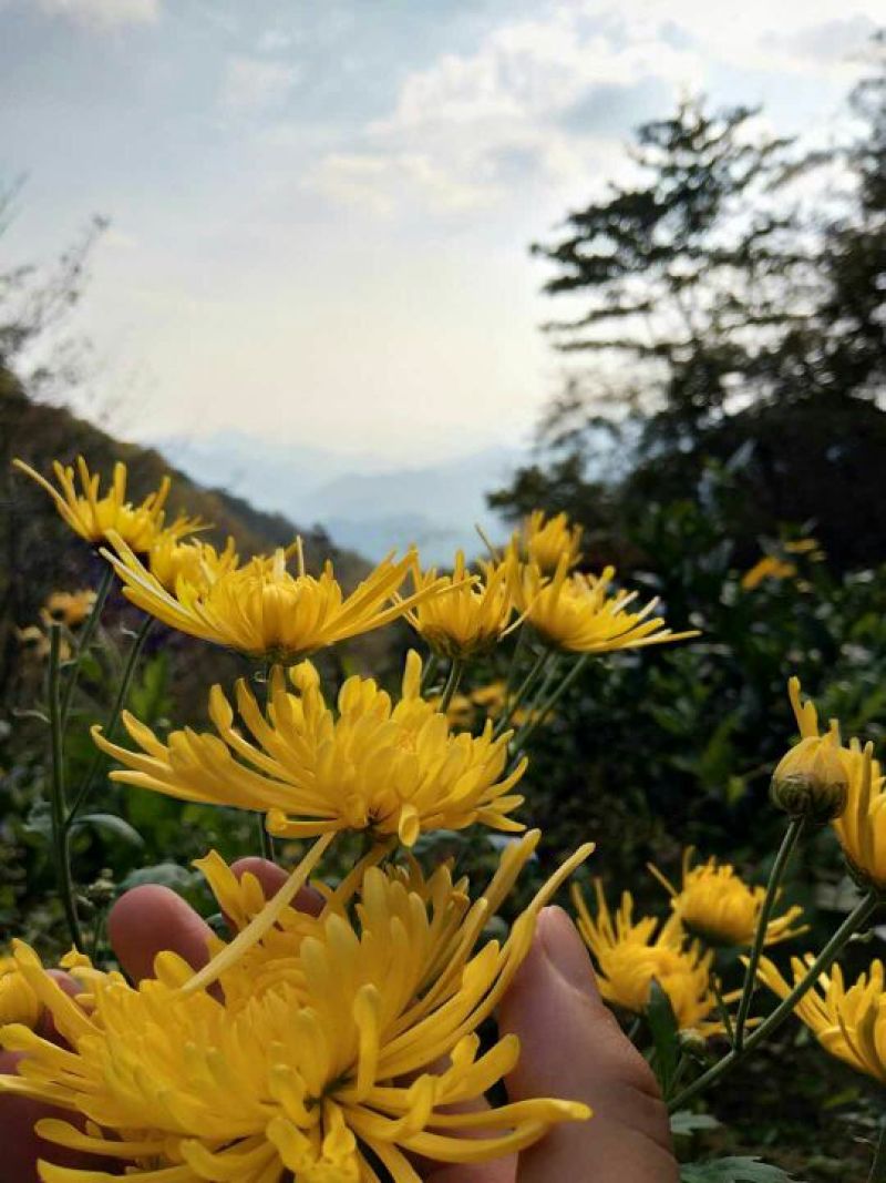 金丝皇菊茶一级