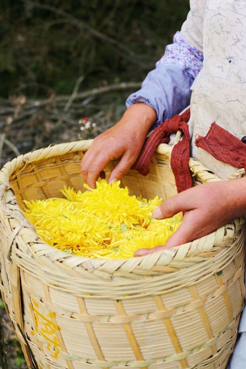 金丝皇菊茶一级