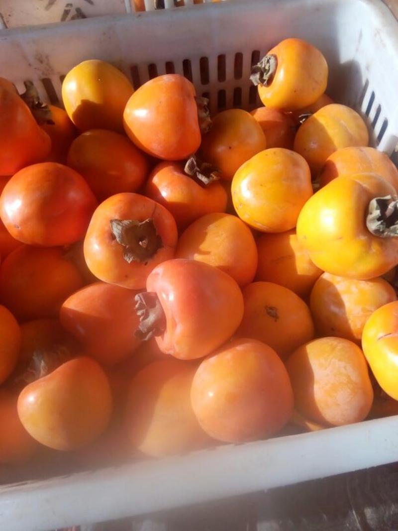 牛心柿，甜柿，阳丰柿子4~5两以上脆甜欢迎咨询。