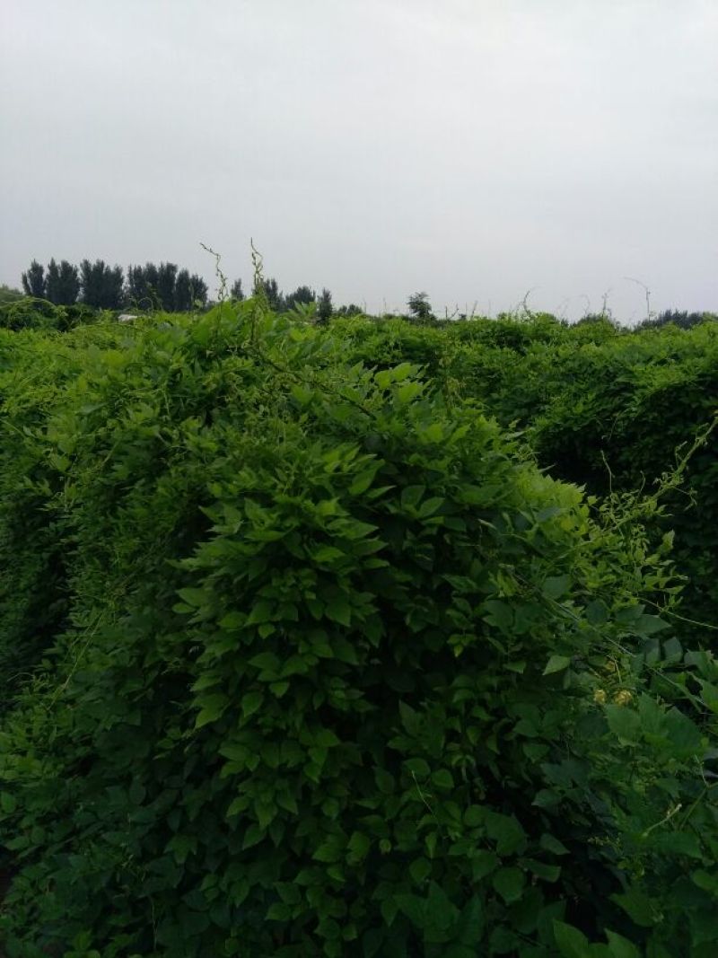 罗汉参