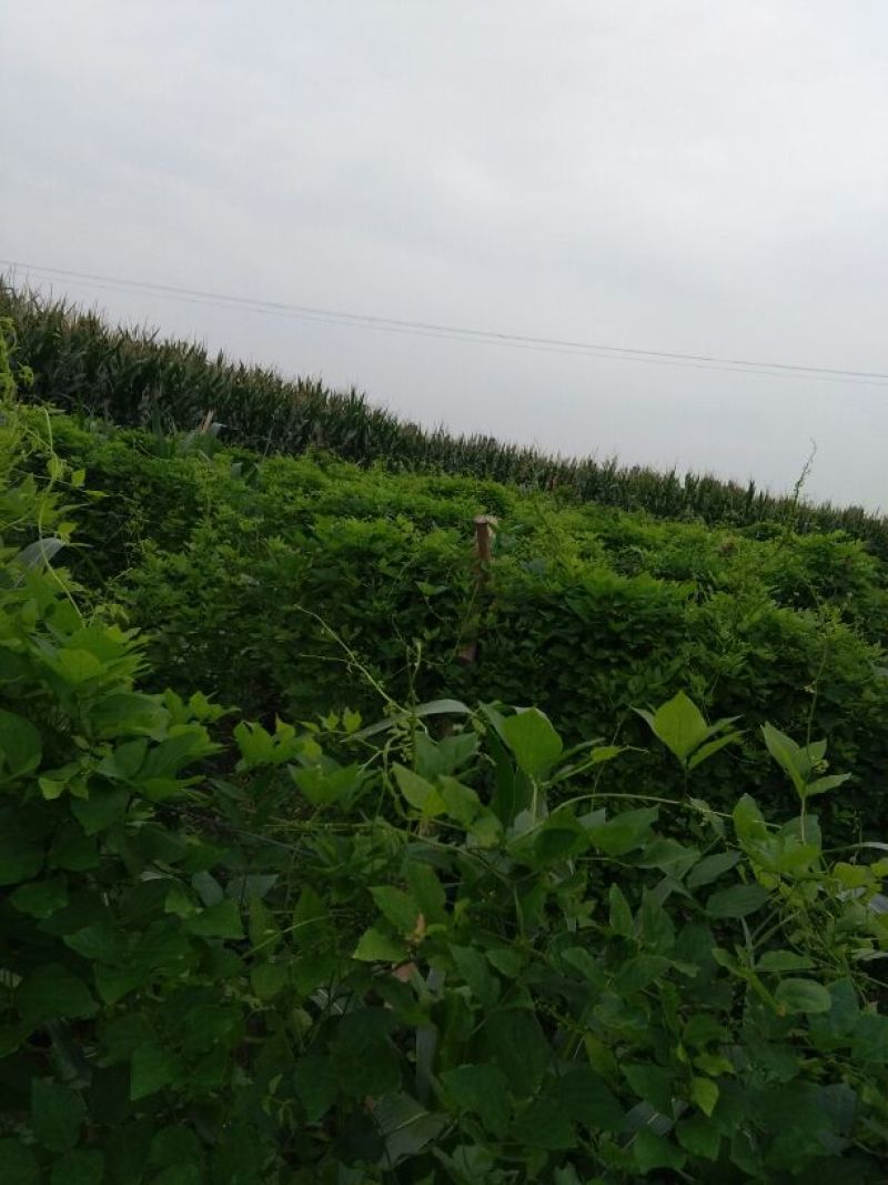 罗汉参