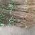 大红袍花椒苗1~2年