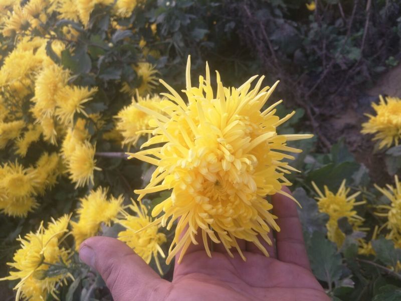 金丝皇菊茶一级