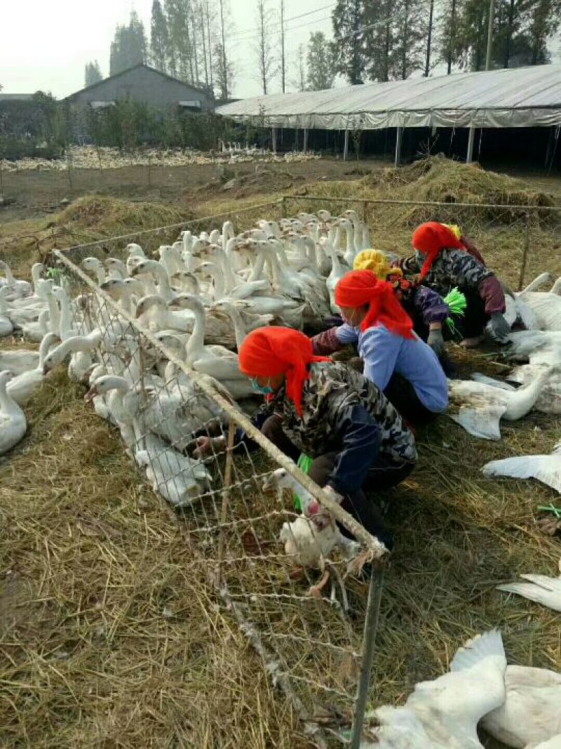 狮头鹅苗250g以下