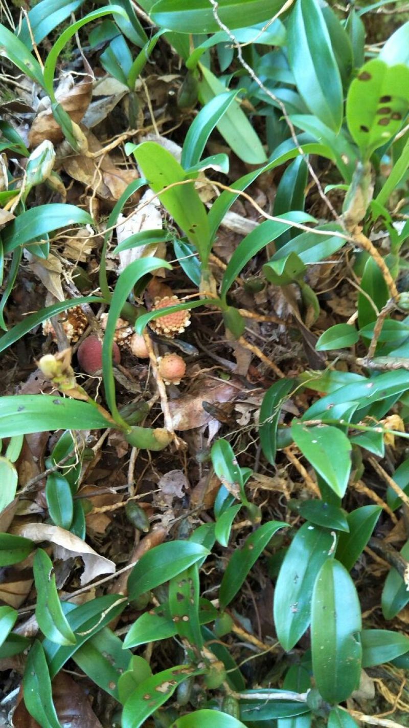 石仙桃