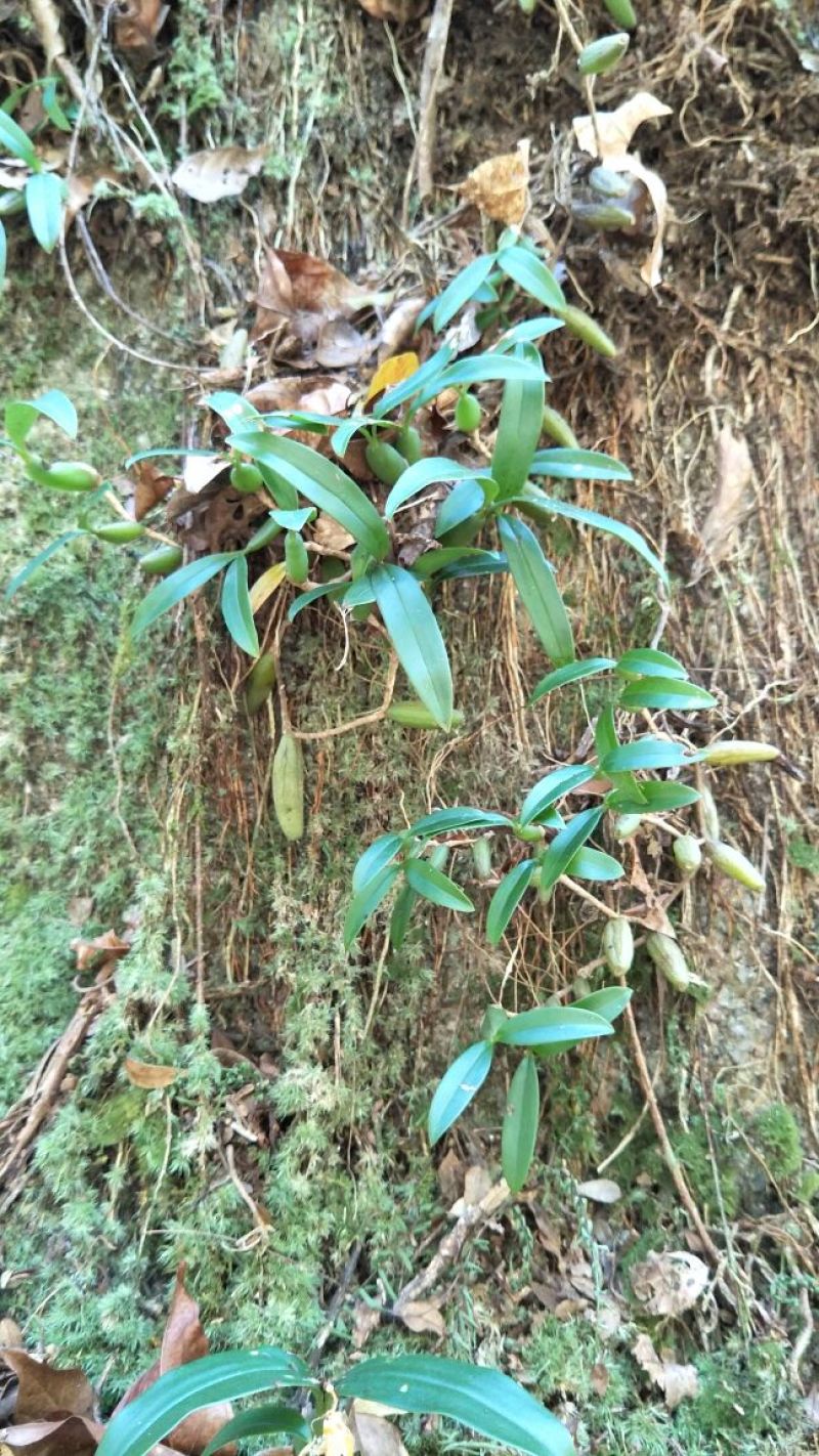 石仙桃