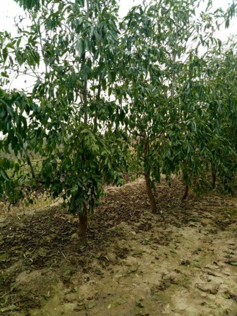 基地直销枣树苗0.8公冬枣树苗批发价格金丝枣大枣树苗基地