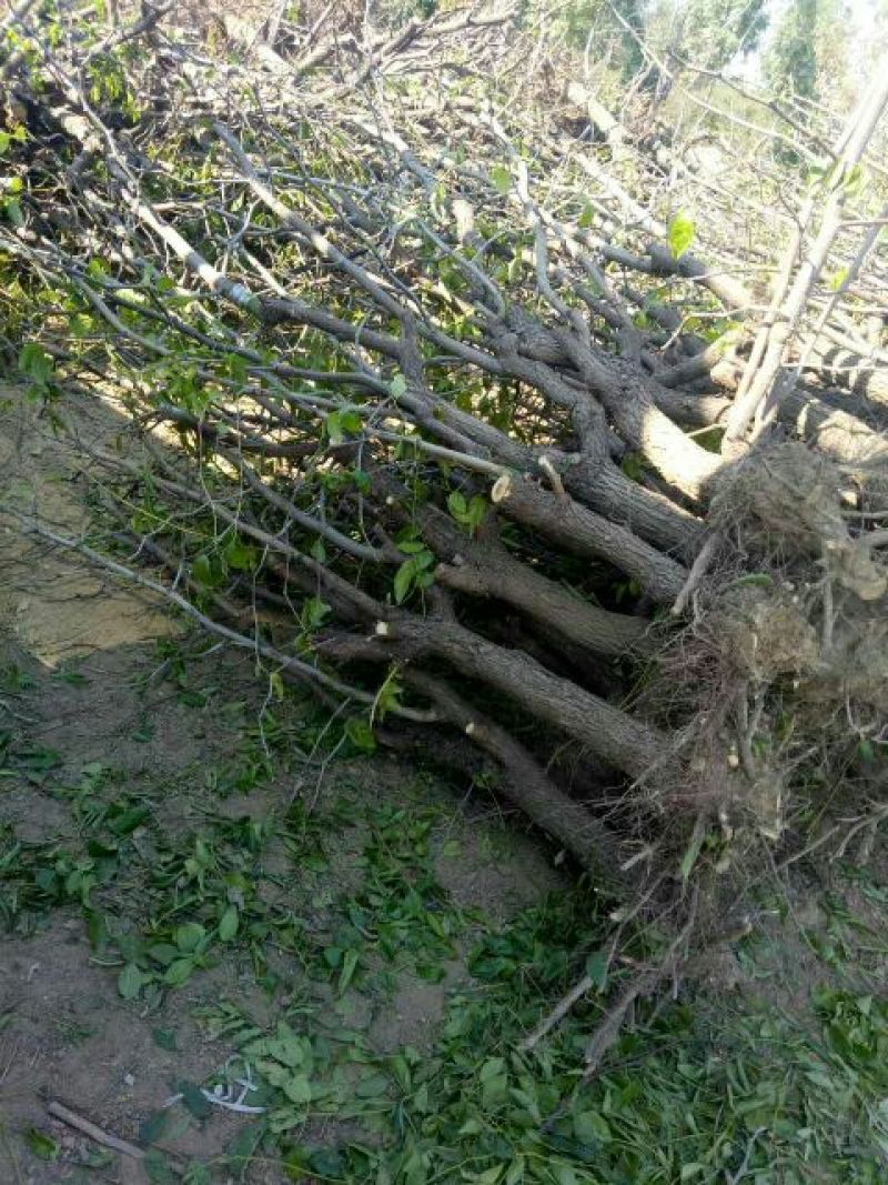 基地直销枣树苗0.8公冬枣树苗批发价格金丝枣大枣树苗基地