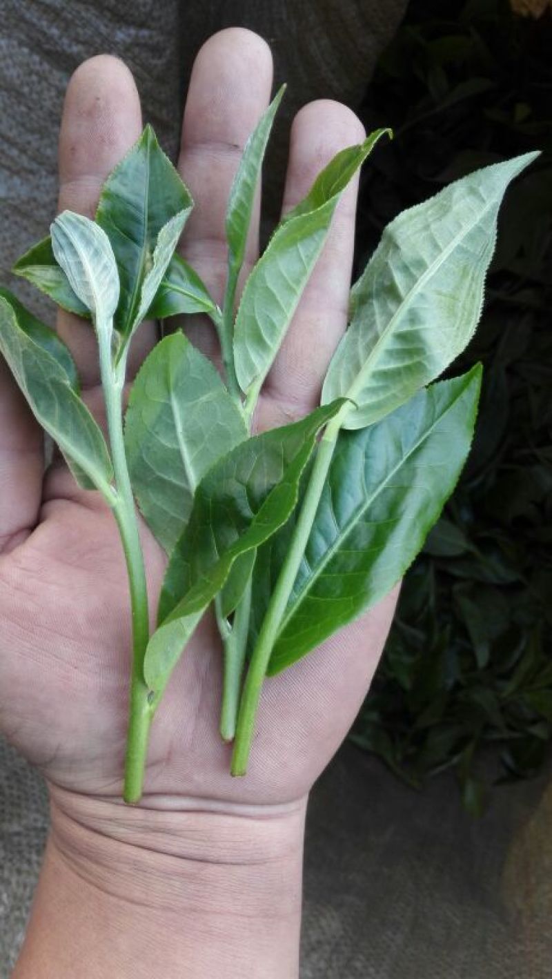 普洱茶特级