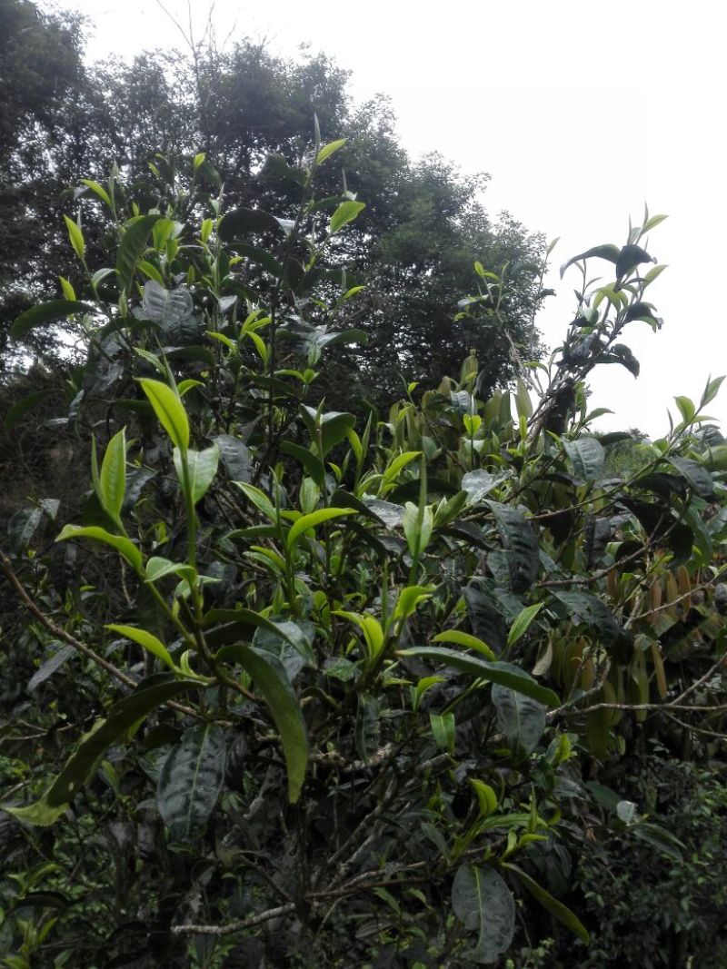 普洱茶特级