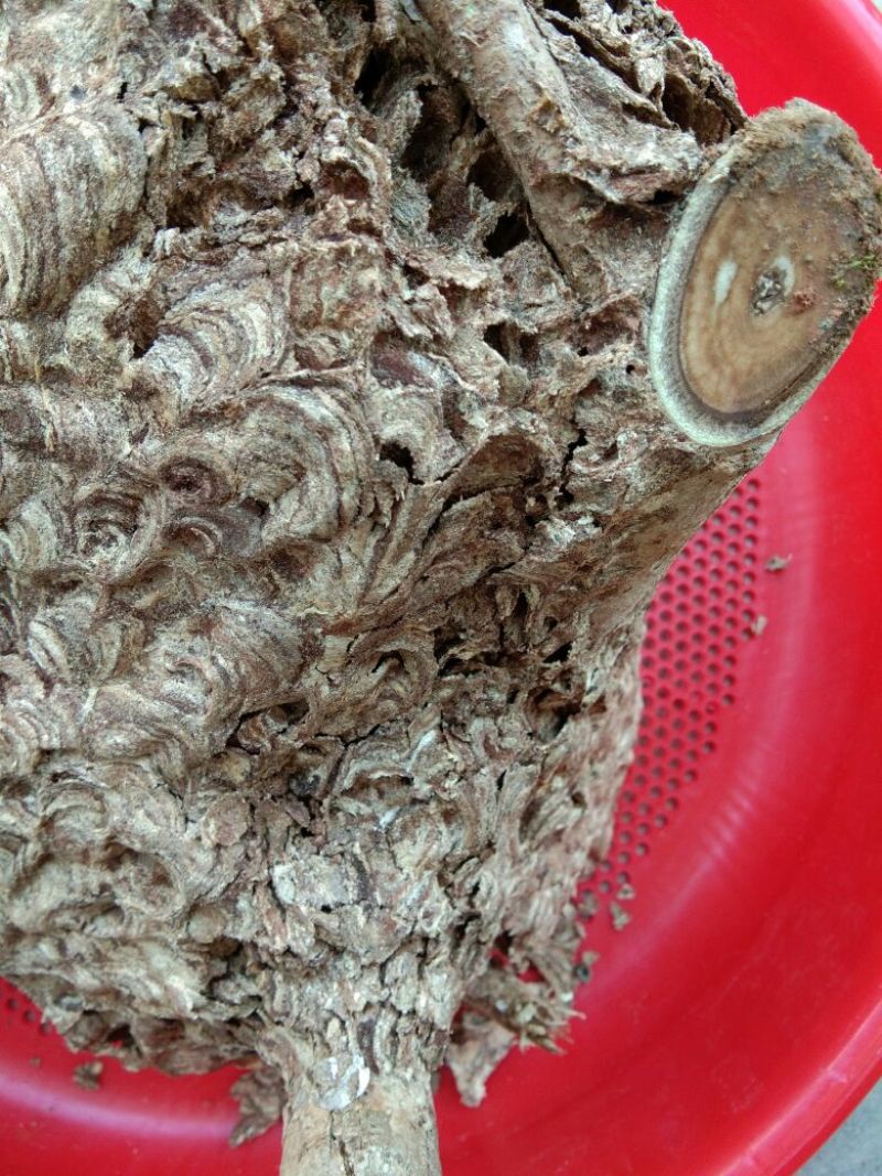蜂房马蜂窝马蜂房马蜂巢