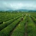 茶叶种子绿茶种子茶叶籽90%以上