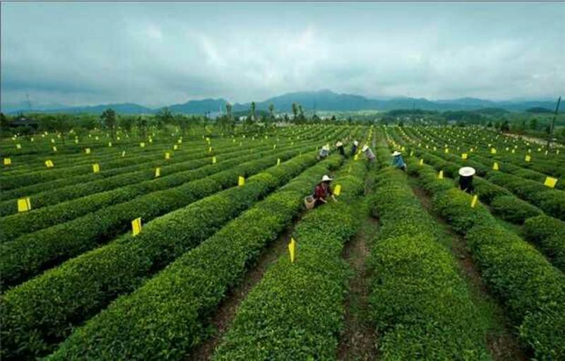 茶叶种子绿茶种子茶叶籽90%以上