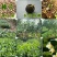 茶叶种子绿茶种子茶叶籽90%以上