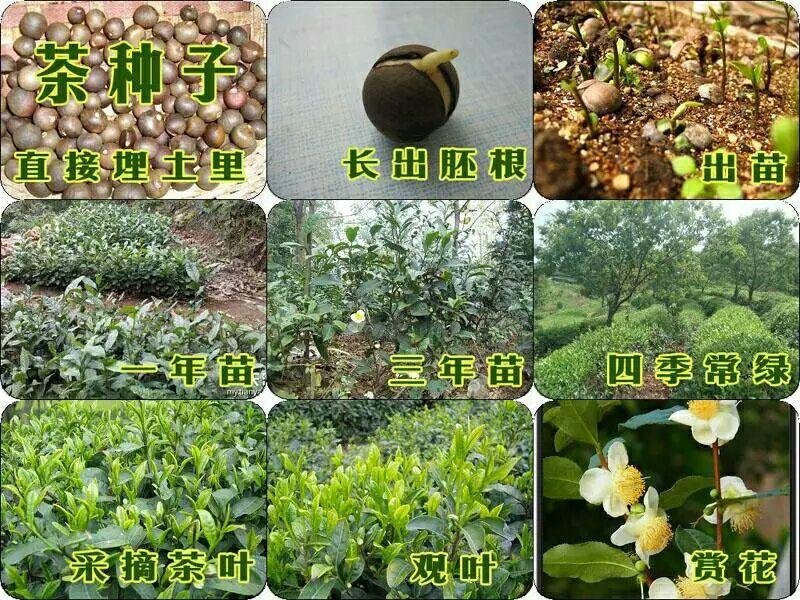 茶叶种子绿茶种子茶叶籽90%以上