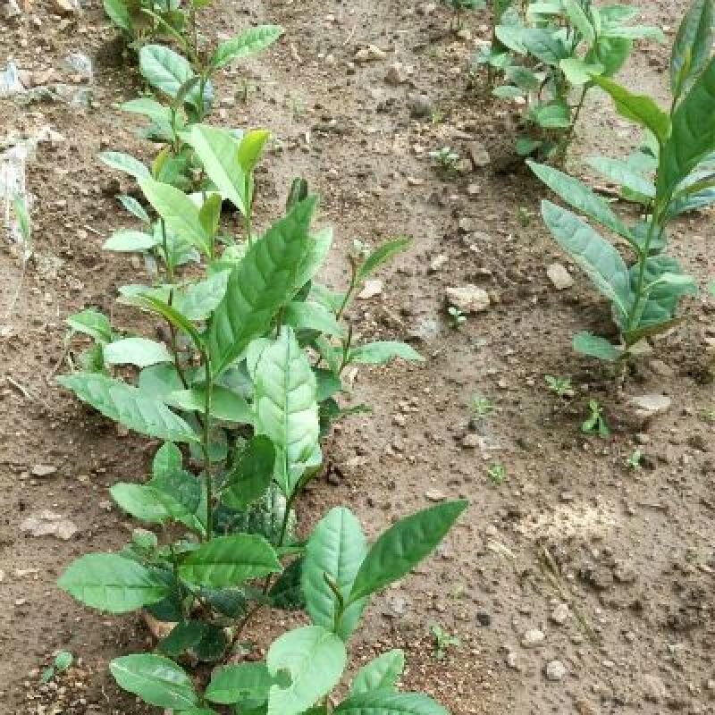 茶叶种子绿茶种子茶叶籽90%以上