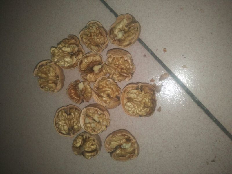 绵核桃去皮30mm以上干