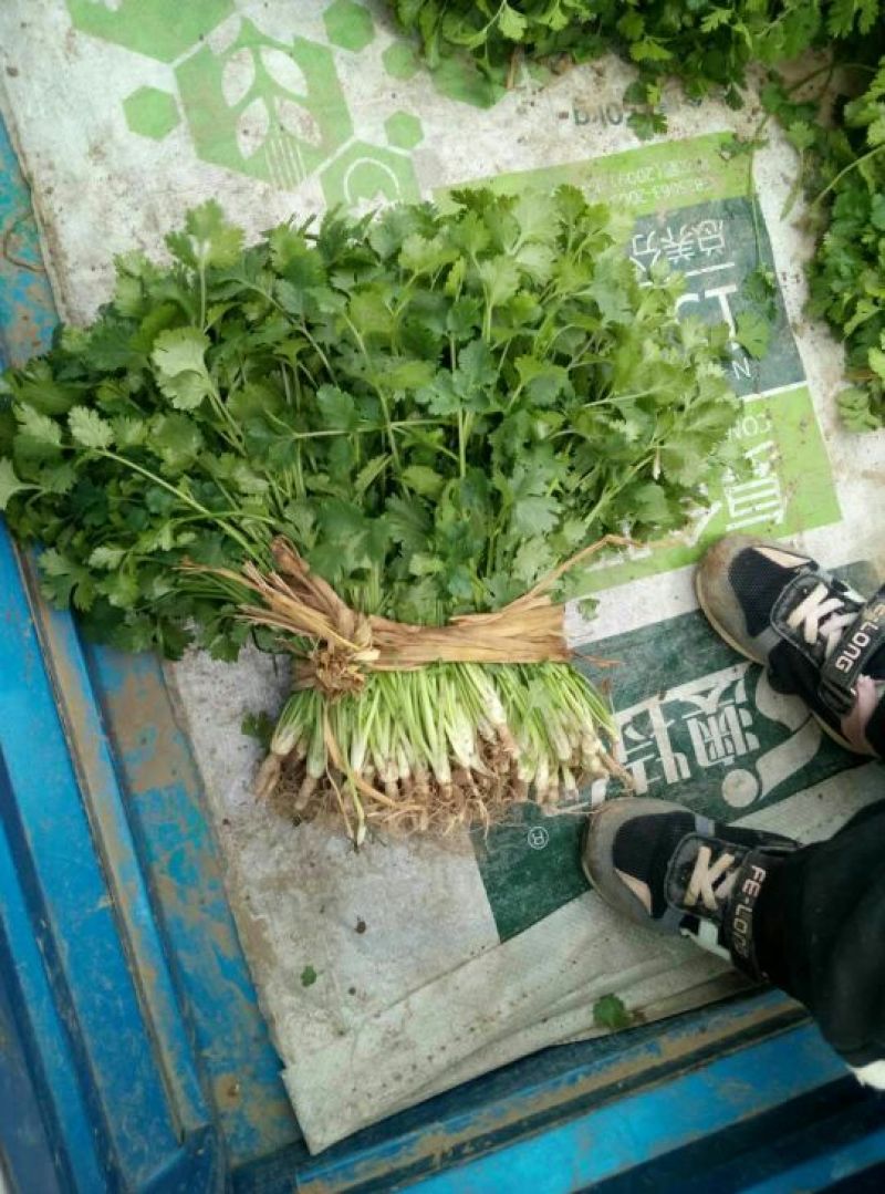 【产地直发】河北精品香菜，20~30厘米，千亩基地直发