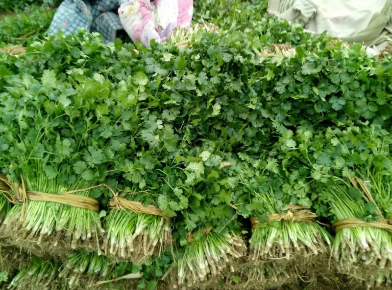 【产地直发】河北精品香菜，20~30厘米，千亩基地直发