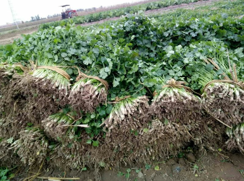 【产地直发】河北精品香菜，20~30厘米，千亩基地直发