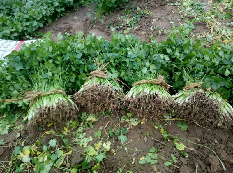 【产地直发】河北精品香菜，20~30厘米，千亩基地直发