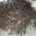 紫甜无核a17嫁接葡萄苗30~50cm1年