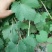 甜蜜蓝宝石葡萄苗50~80cm2年苗，天然无核