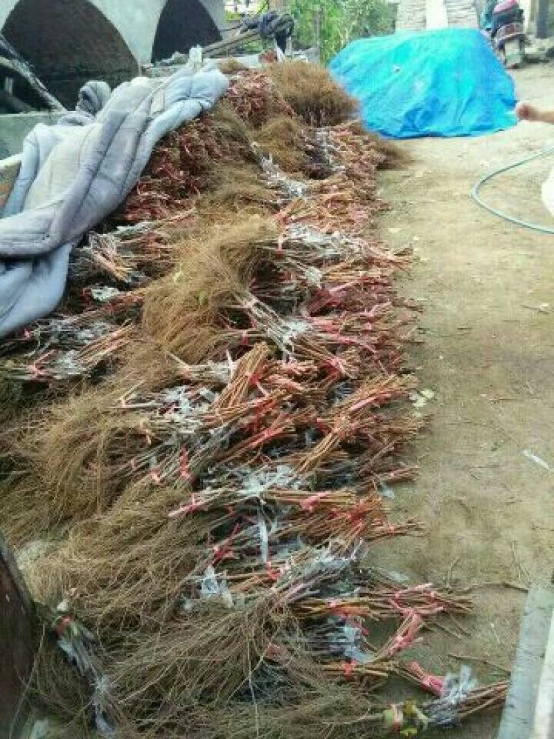 甜蜜蓝宝石葡萄苗50~80cm2年苗，天然无核