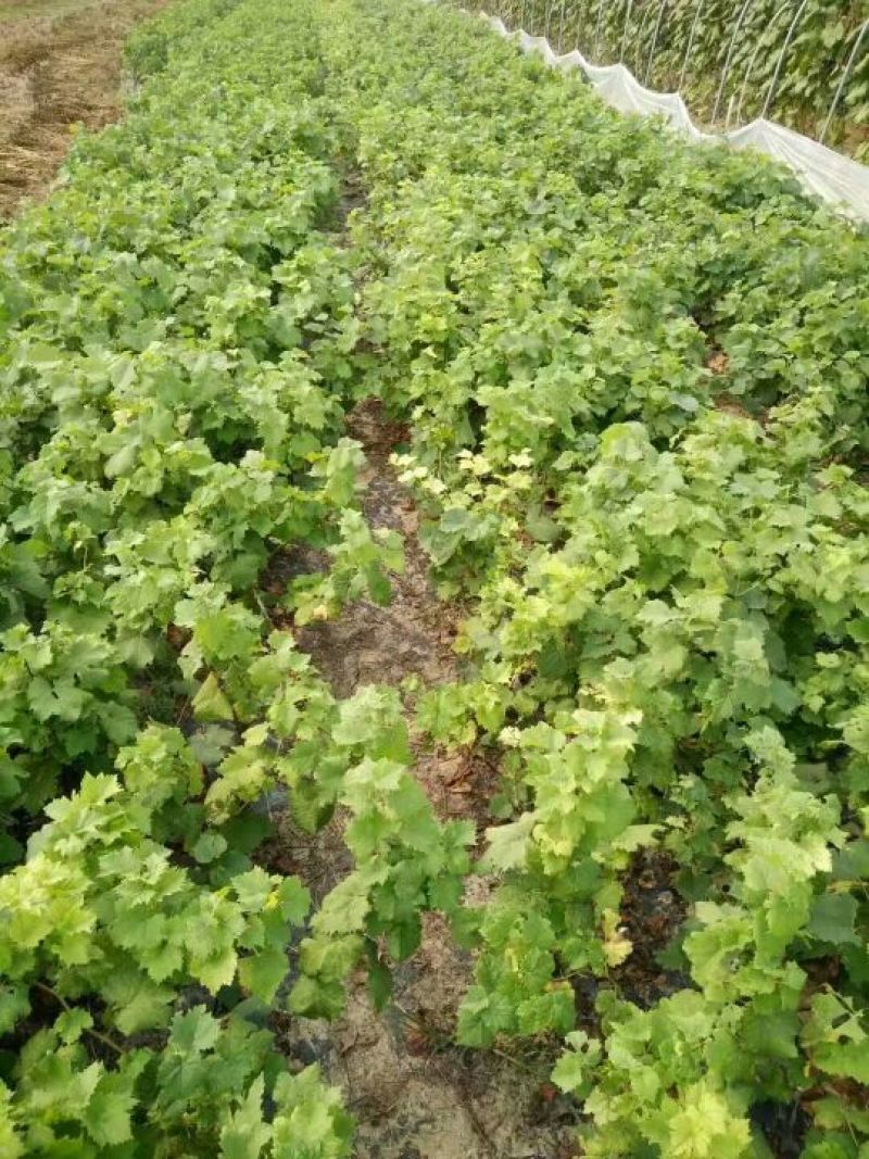 甜蜜蓝宝石葡萄苗50~80cm2年苗，天然无核