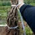[推荐]葡萄苗大红提葡萄苗30~50cm1年价优