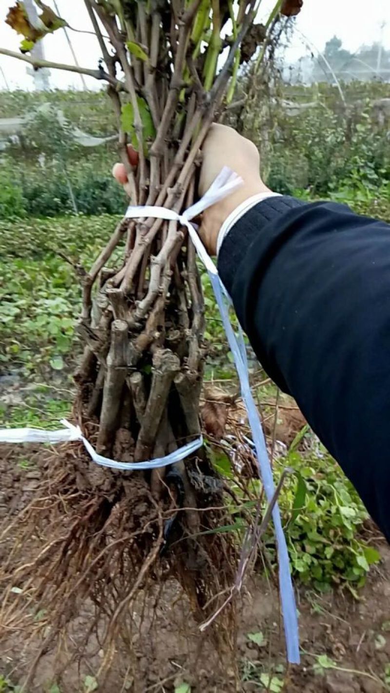 [推荐]葡萄苗大红提葡萄苗30~50cm1年价优