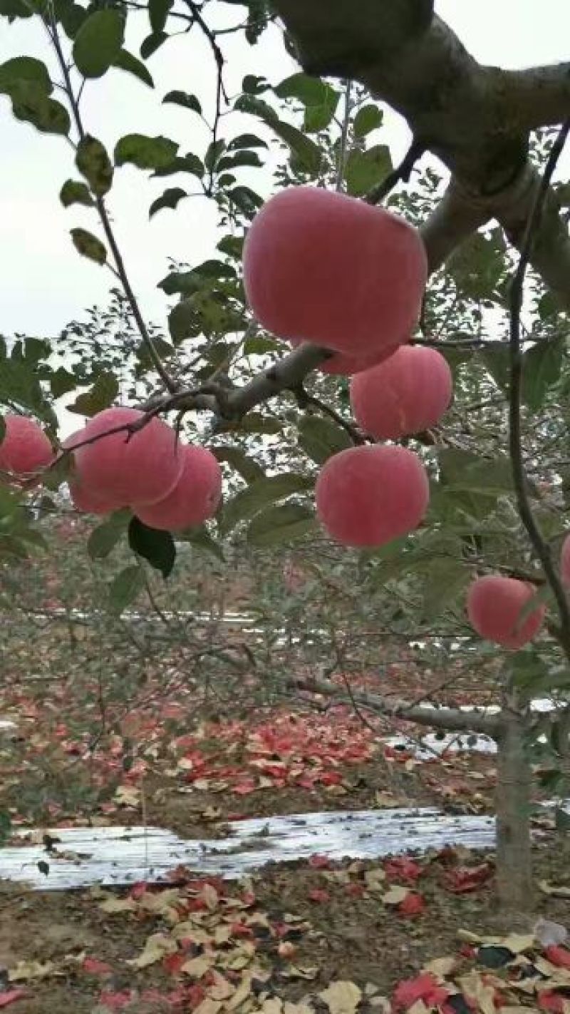 红富士苹果75mm以上纸袋