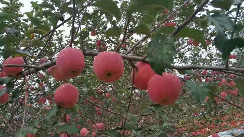 红富士苹果75mm以上纸袋